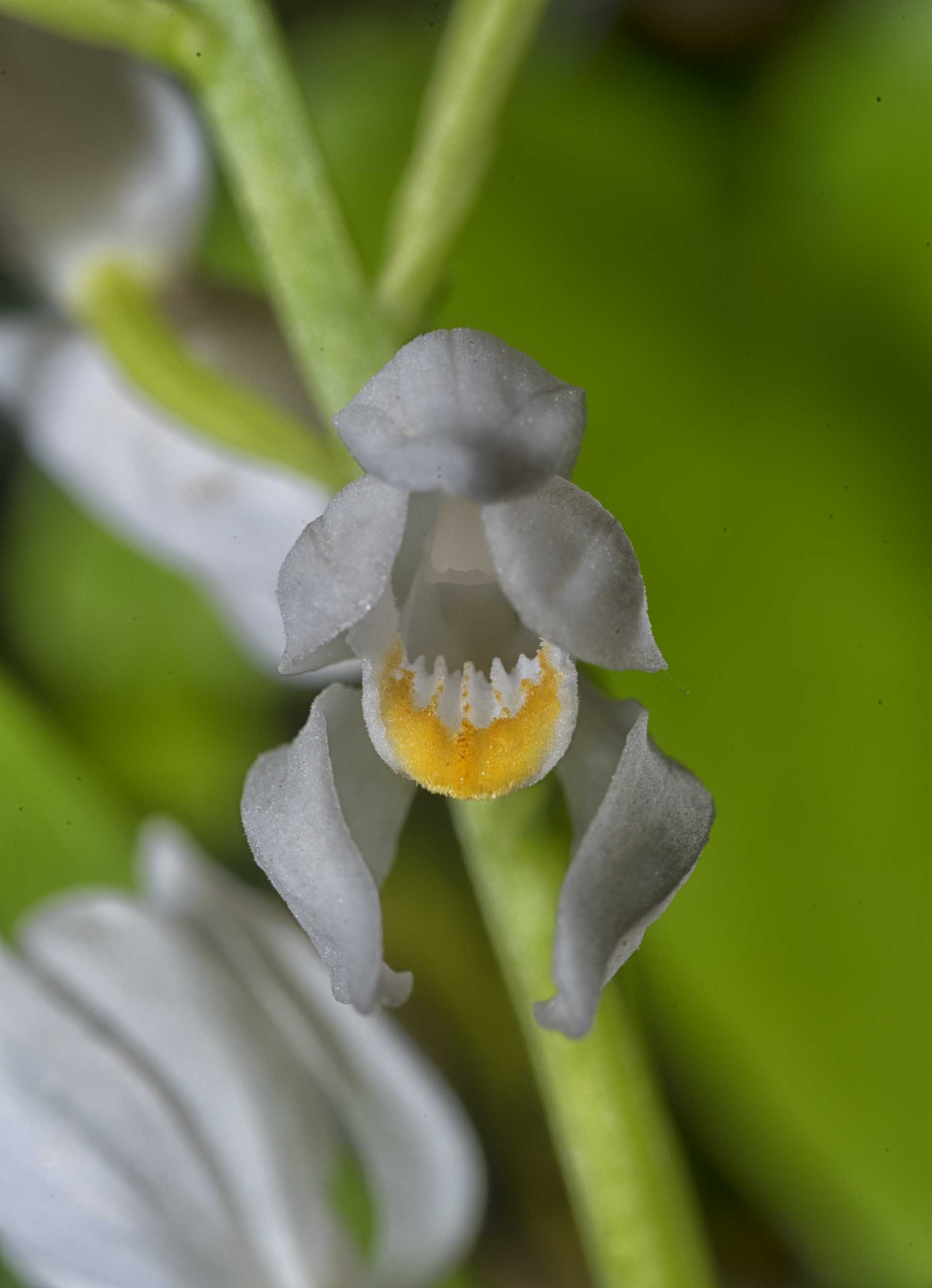 La Cephalanthera longifolia, l''orchidea che fiorisce dopo 11 anni